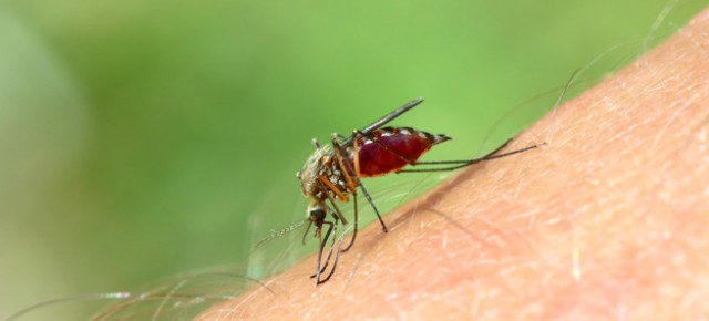Zika vírus: medo e dúvidas